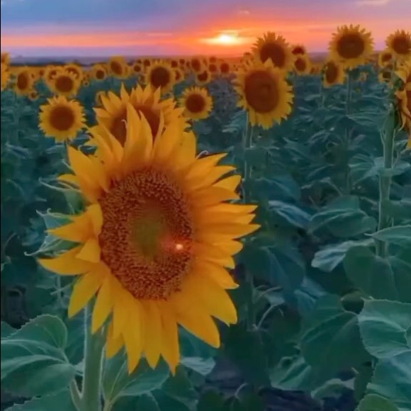 Meet your Posher, Kyleigh - Picture 1 of 1